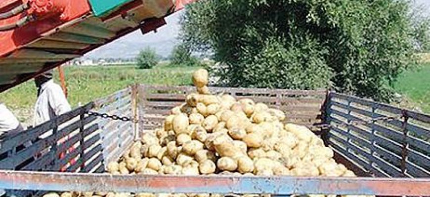 Costituito il consorzio tutela patata del Fucino IGP