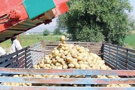 Costituito il consorzio tutela patata del Fucino IGP